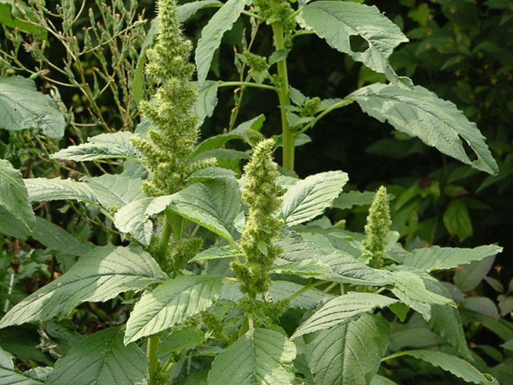 Pourquoi ce « chiendent » qui envahit votre jardin est en réalité un trésor nutritionnel insoupçonné
