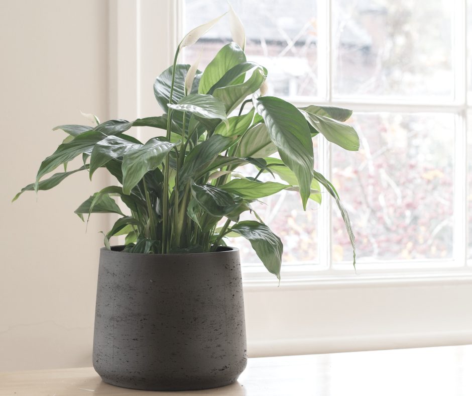 Personne arrosant un lis de la paix avec une cruche