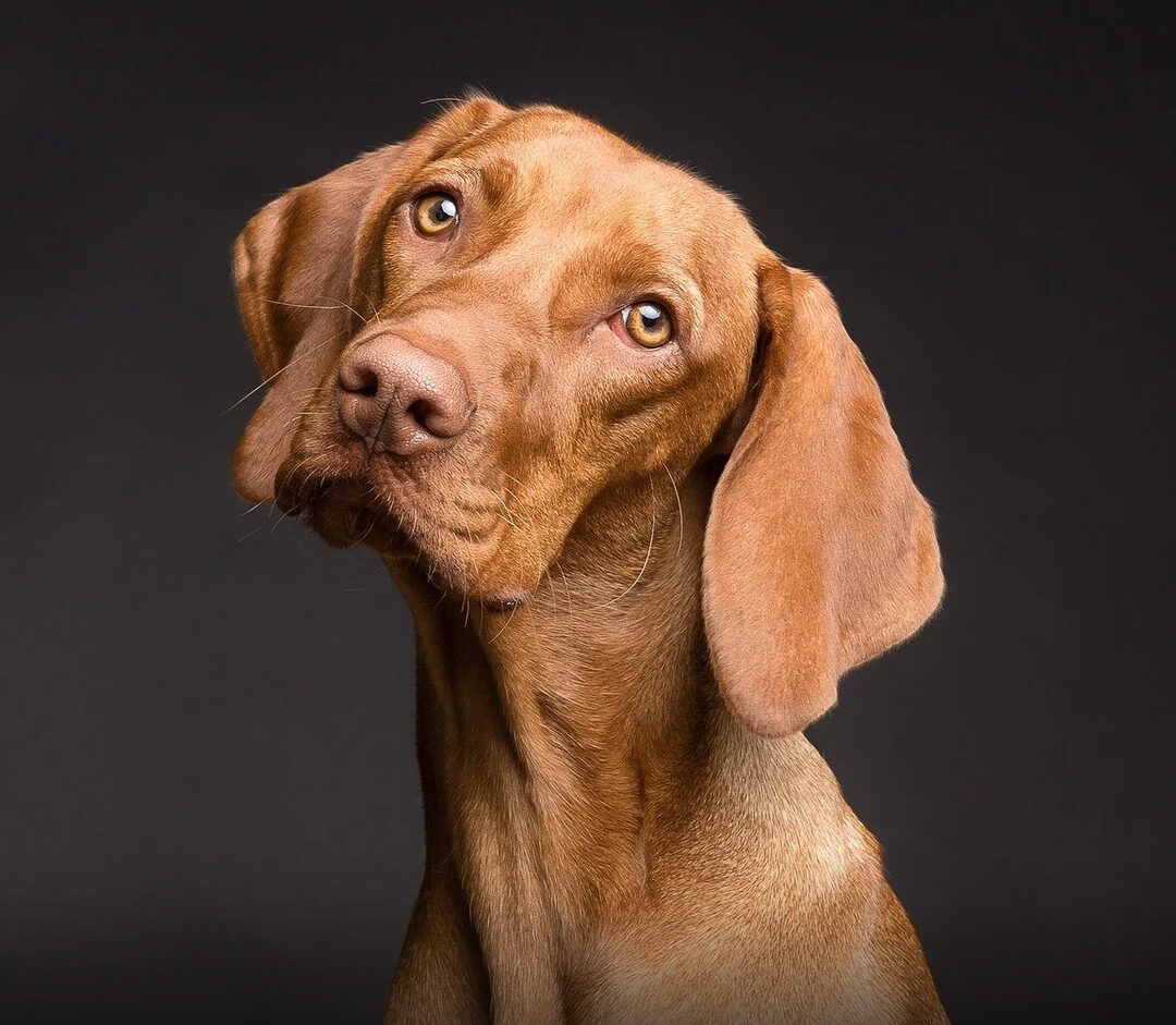 Chien inclinant la tête avec une expression attentive