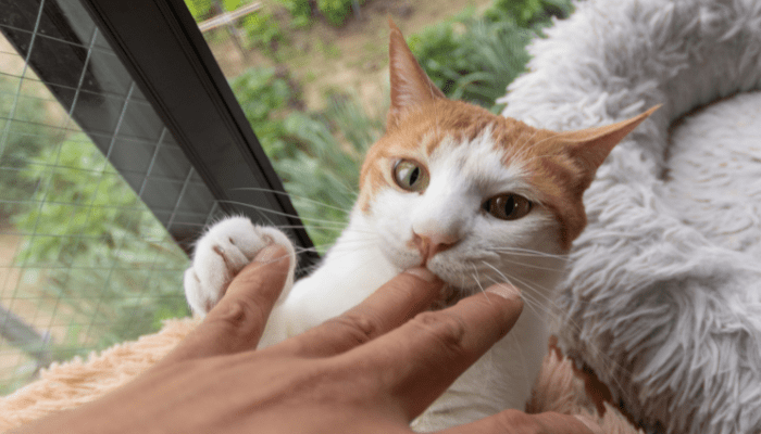 Chat joueur fixant une main qui bouge