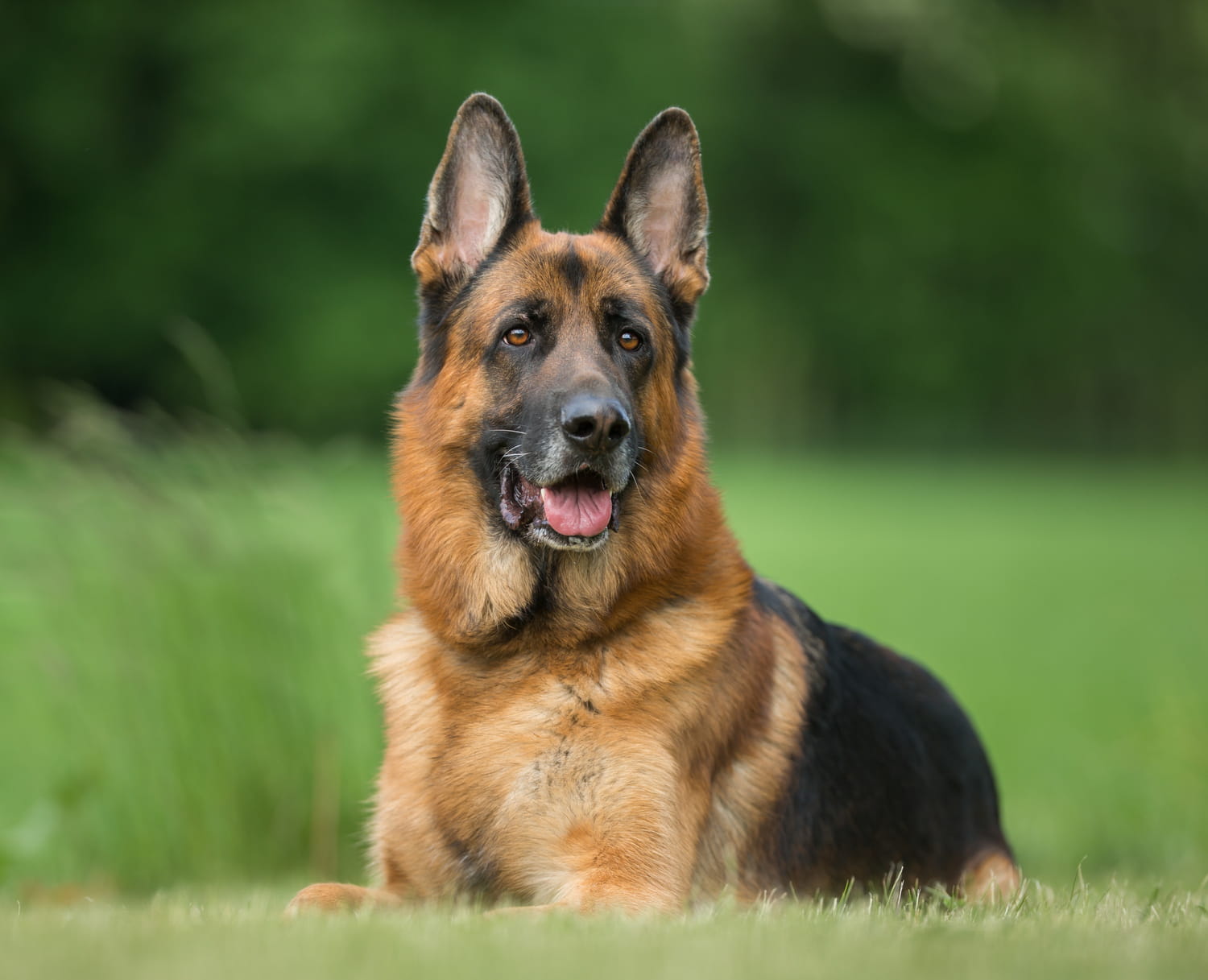 Chien de berger en position d'alerte