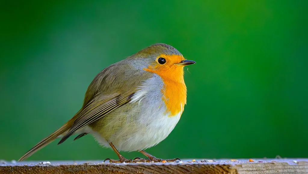 Rouge-gorge perché sur une branche près d'une habitation