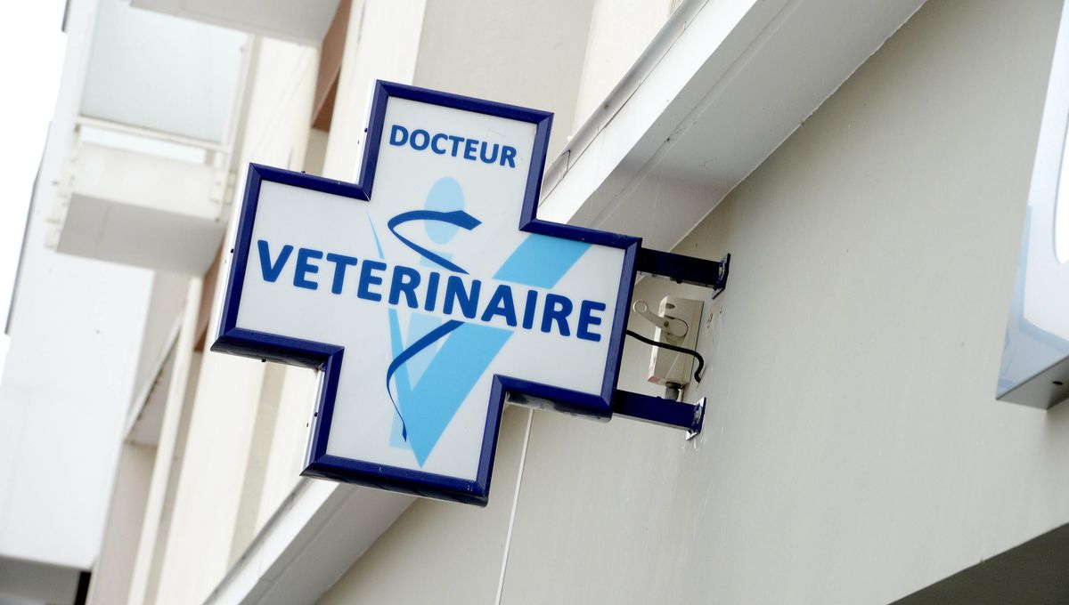 Chien âgé allongé chez le vétérinaire