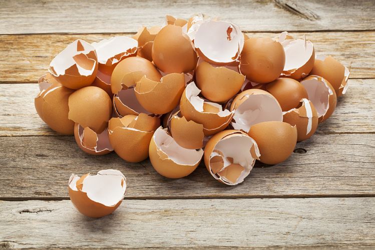 Poudre de coquilles d'œufs pour soin dentaire