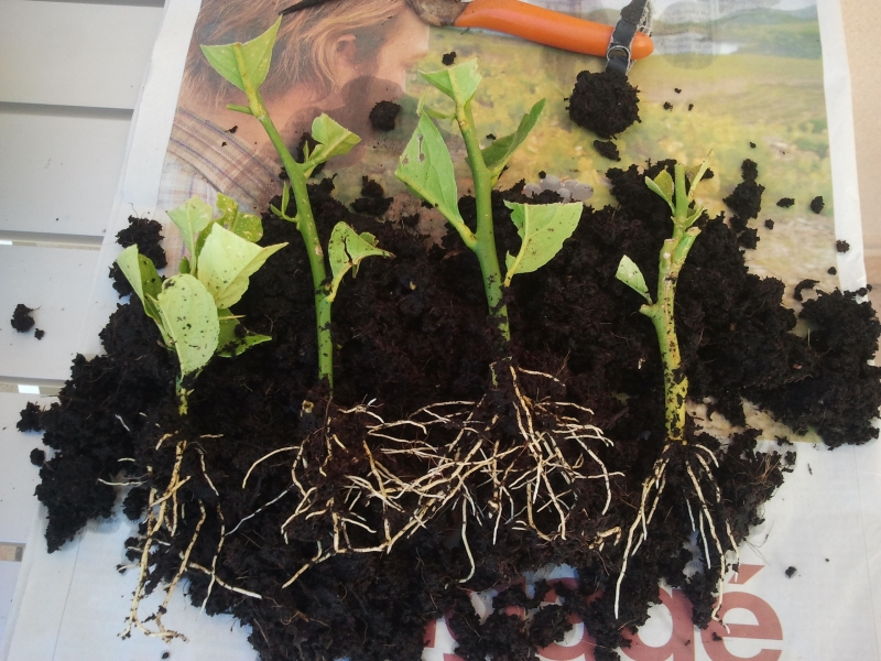 Jeune plant de citronnier transplanté dans un pot