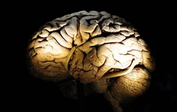 Illustration du cerveau et de son fonctionnement