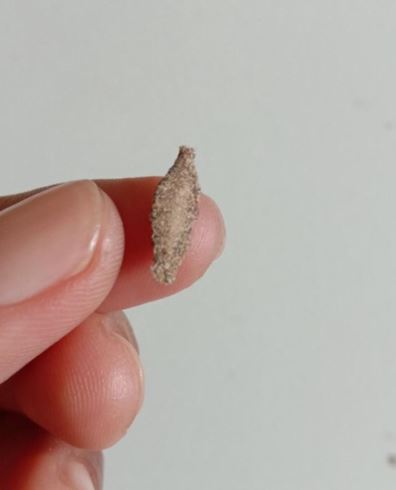 Ces drôles de petites chenilles accrochées à vos murs pourraient bien gâcher votre confort – voici comment les débusquer