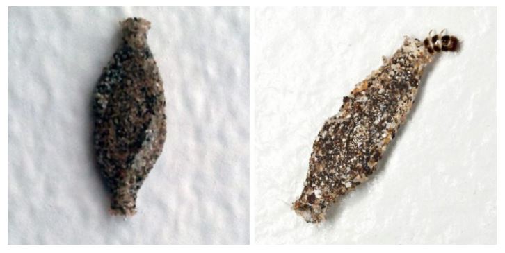 Ce petit insecte discret accroché à vos murs pourrait bien devenir votre pire cauchemar domestique