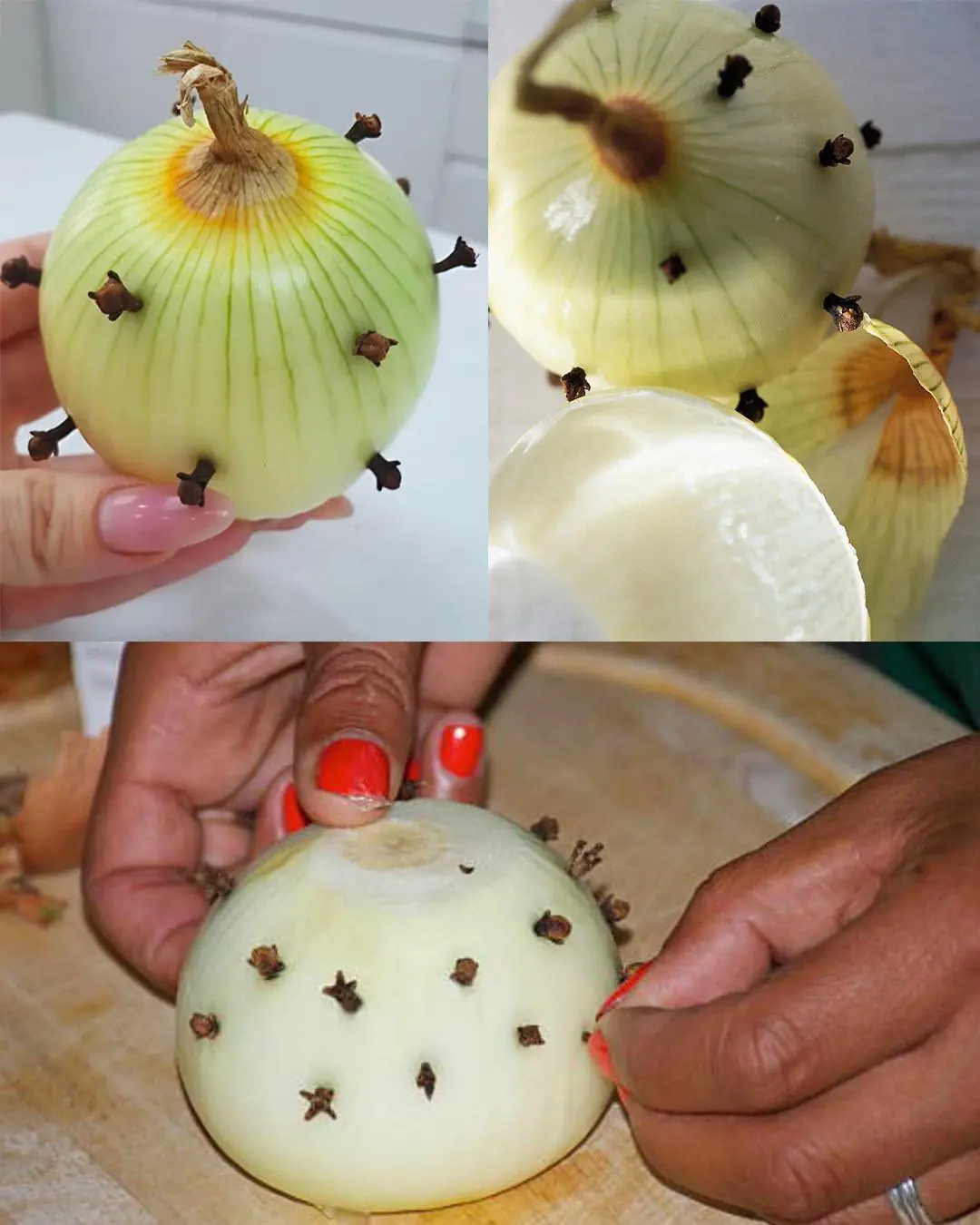 Illustration d'un oignon piqué de clous de girofle