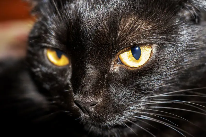 Chat et humain en complicité
