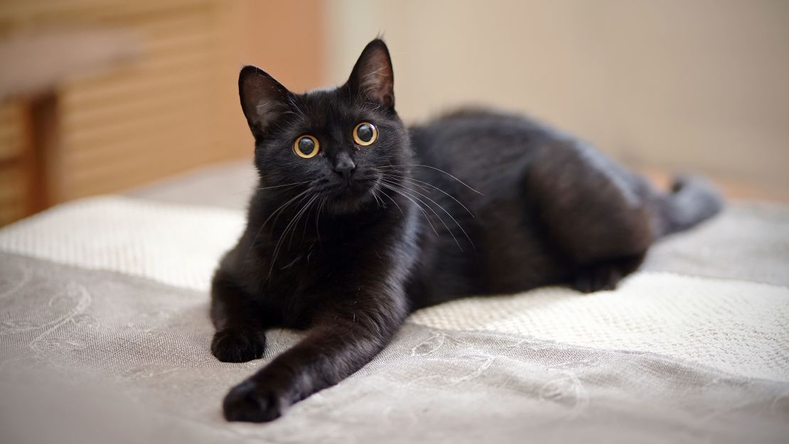 Chat noir majestueux sur fond coloré