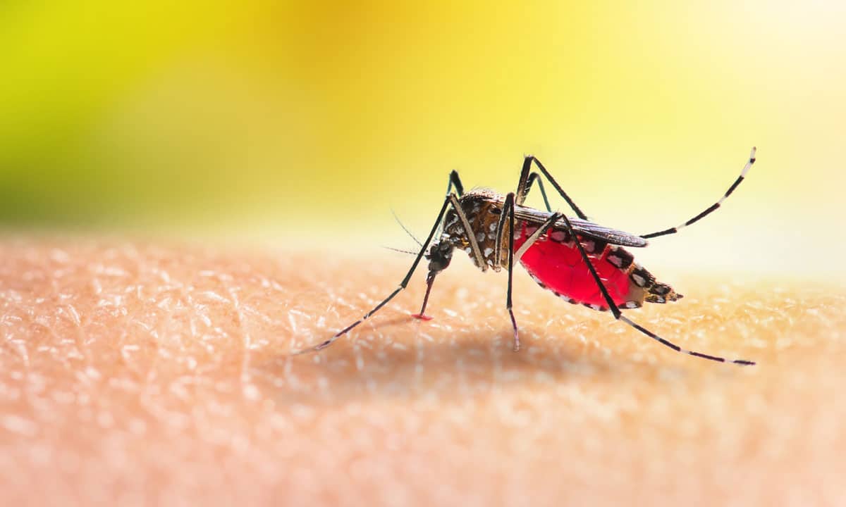 Moustique posé sur une peau humaine