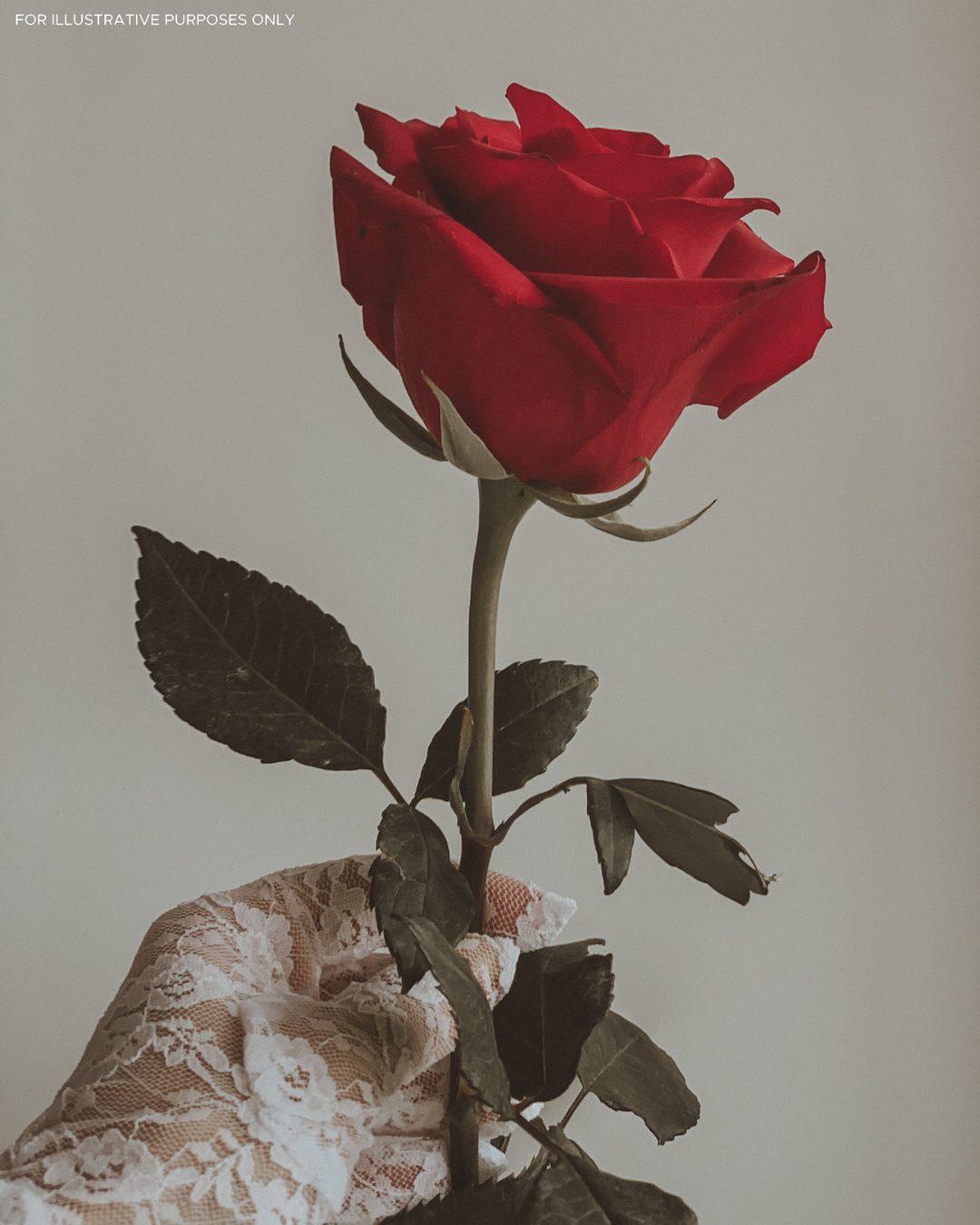 Gros plan sur une rose rouge épanouie, aux pétales veloutés