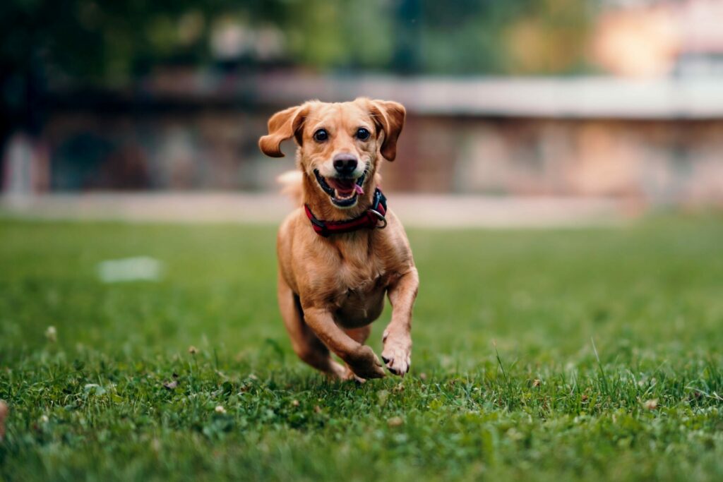 Chien regardant avec loyauté et affection