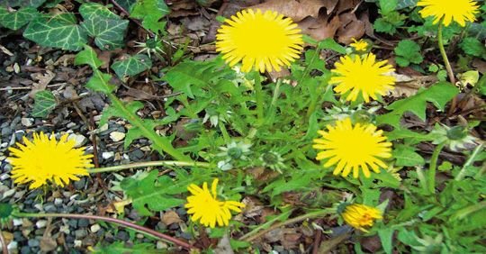Champ de pissenlits en fleurs