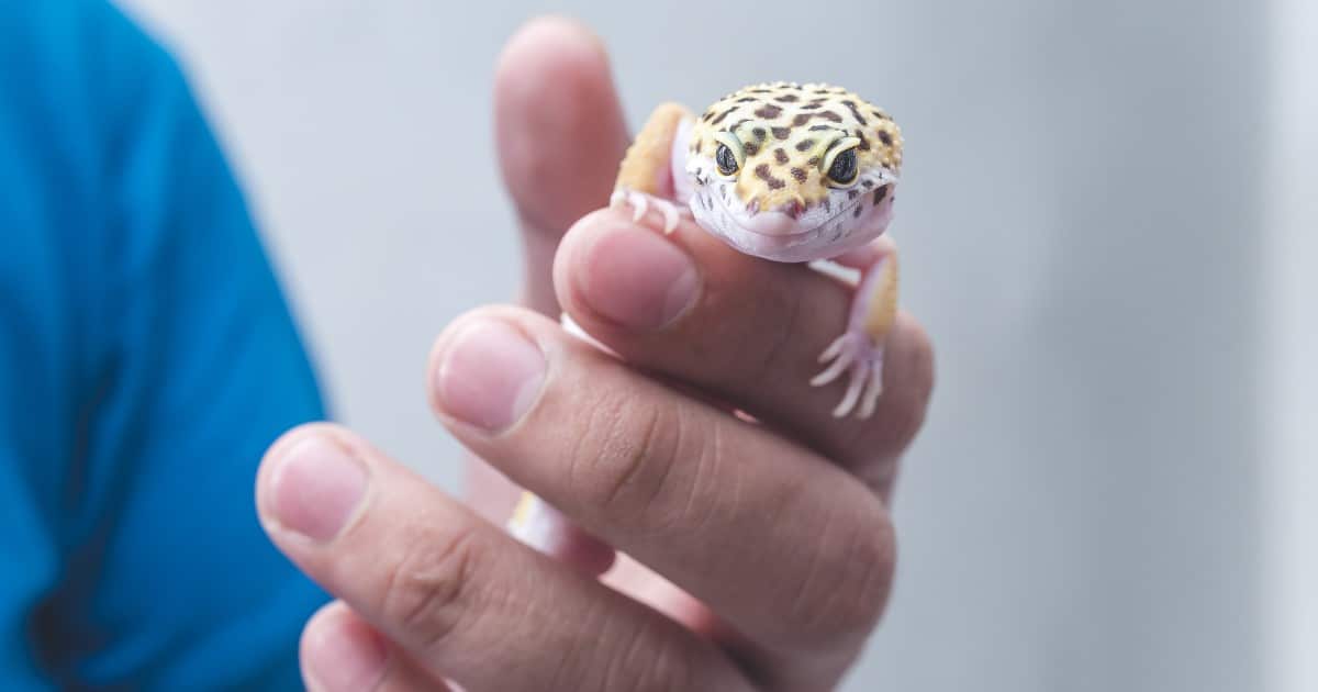 Gecko sur une surface
