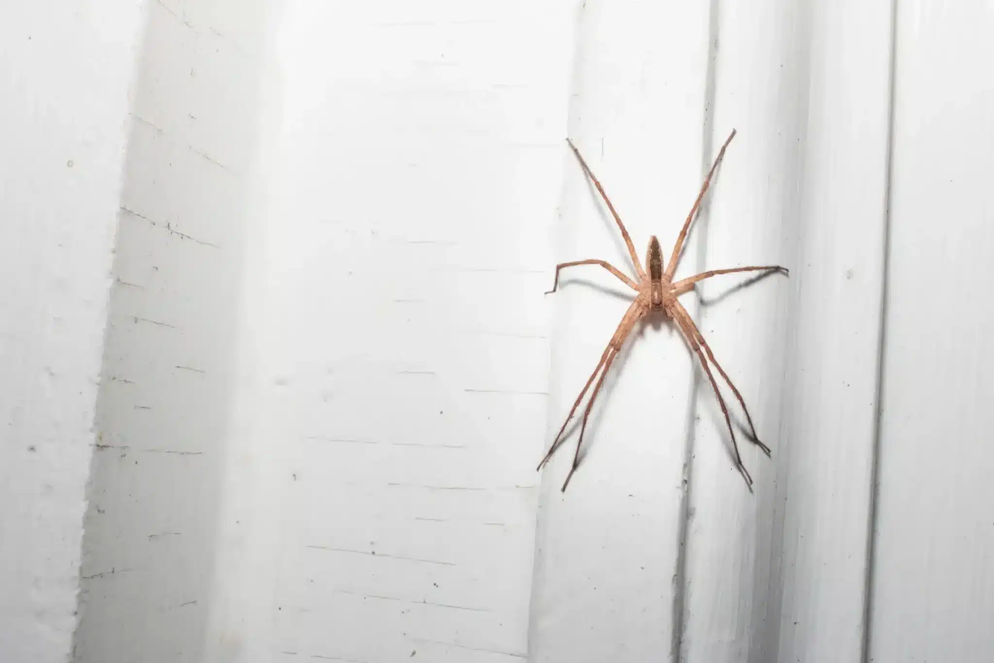 Araignée sur un mur de maison