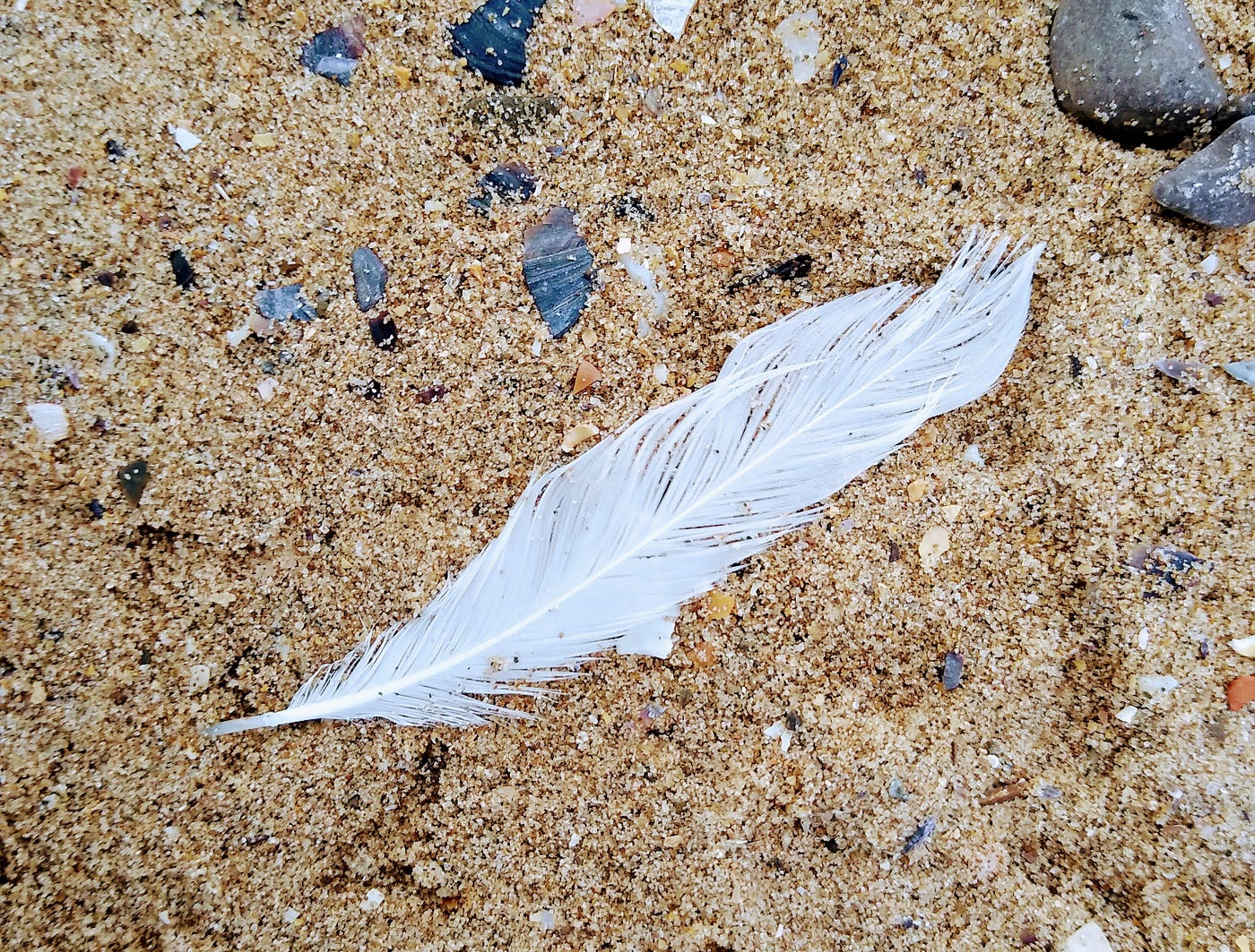 Plume blanche posée sur le sol