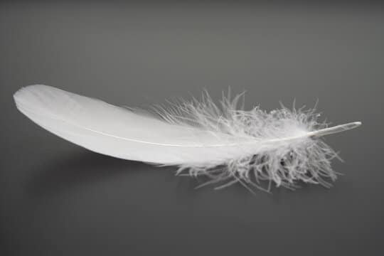 Plume blanche flottant dans les airs