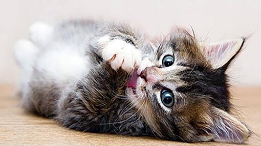 Chaton adopté nommé Hope