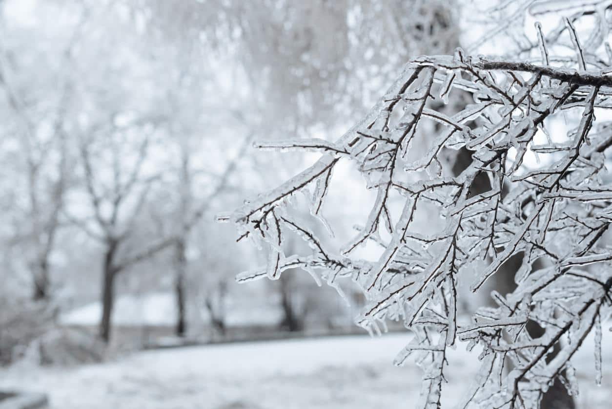 Mains exposées au froid montrant des signes de pâleur