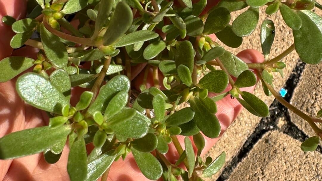 Plant de pourpier en gros plan
