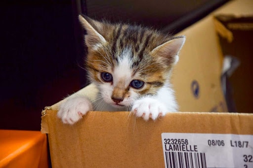 Chaton abandonné dans un carton