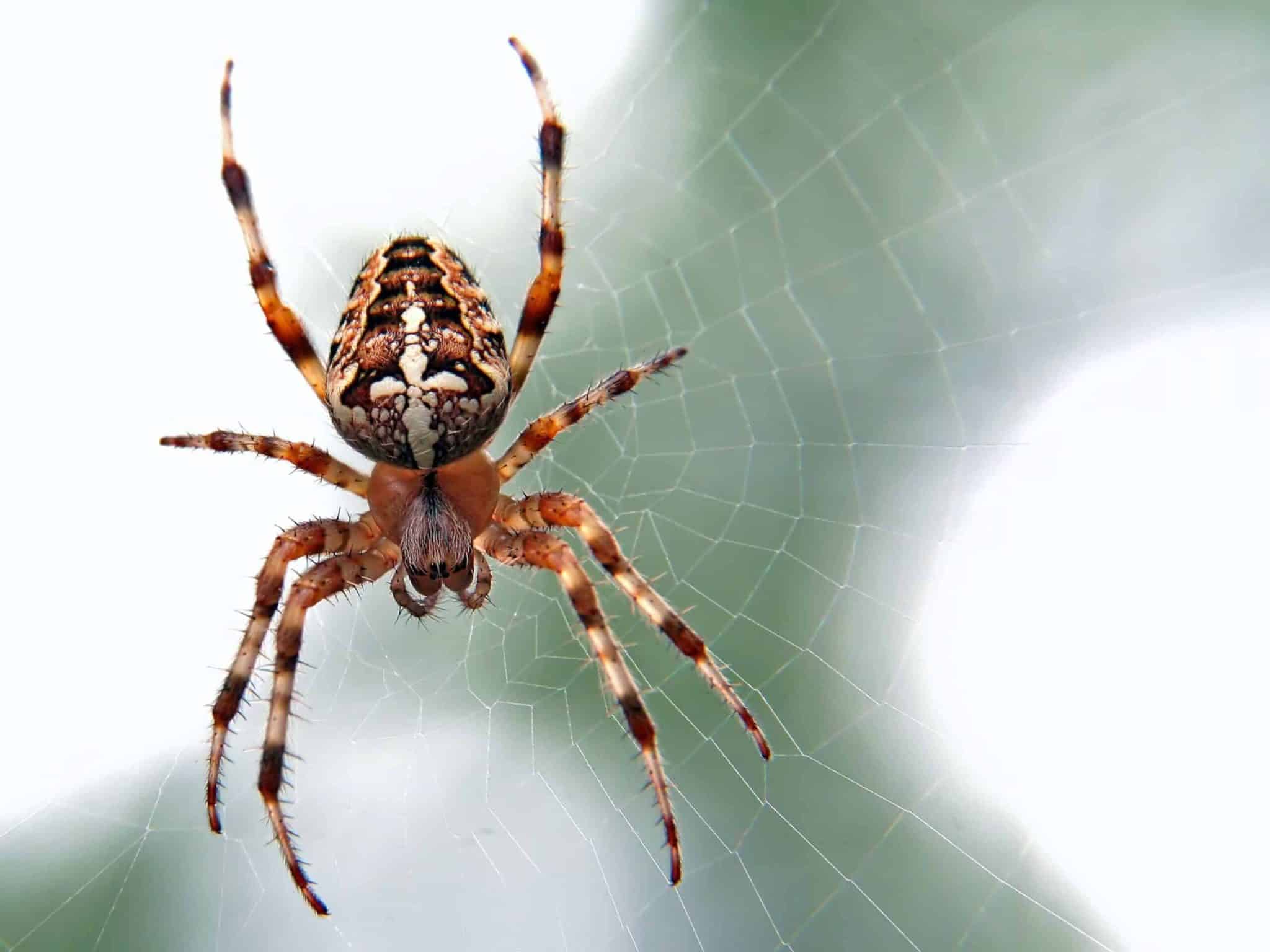 Araignée tissant sa toile avec patience