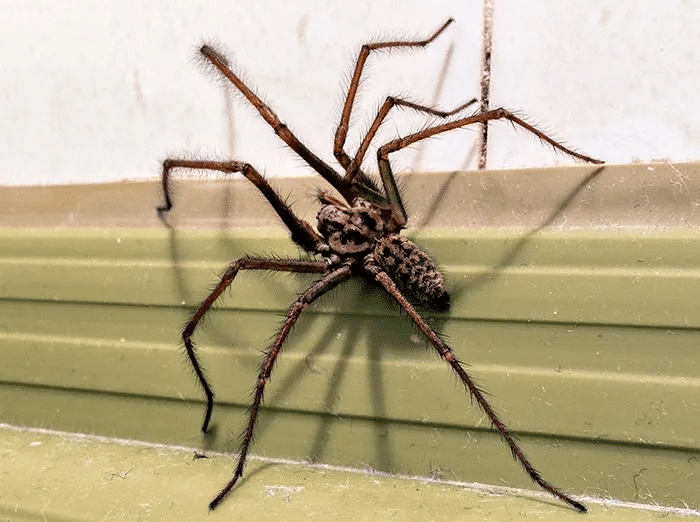 Araignée suspendue à sa toile
