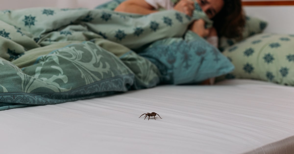 Araignée dans une chambre à coucher