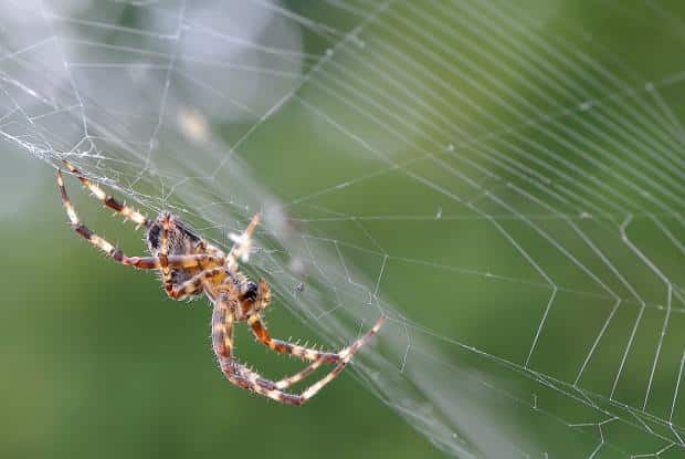 Araignée contrôlant sa toile