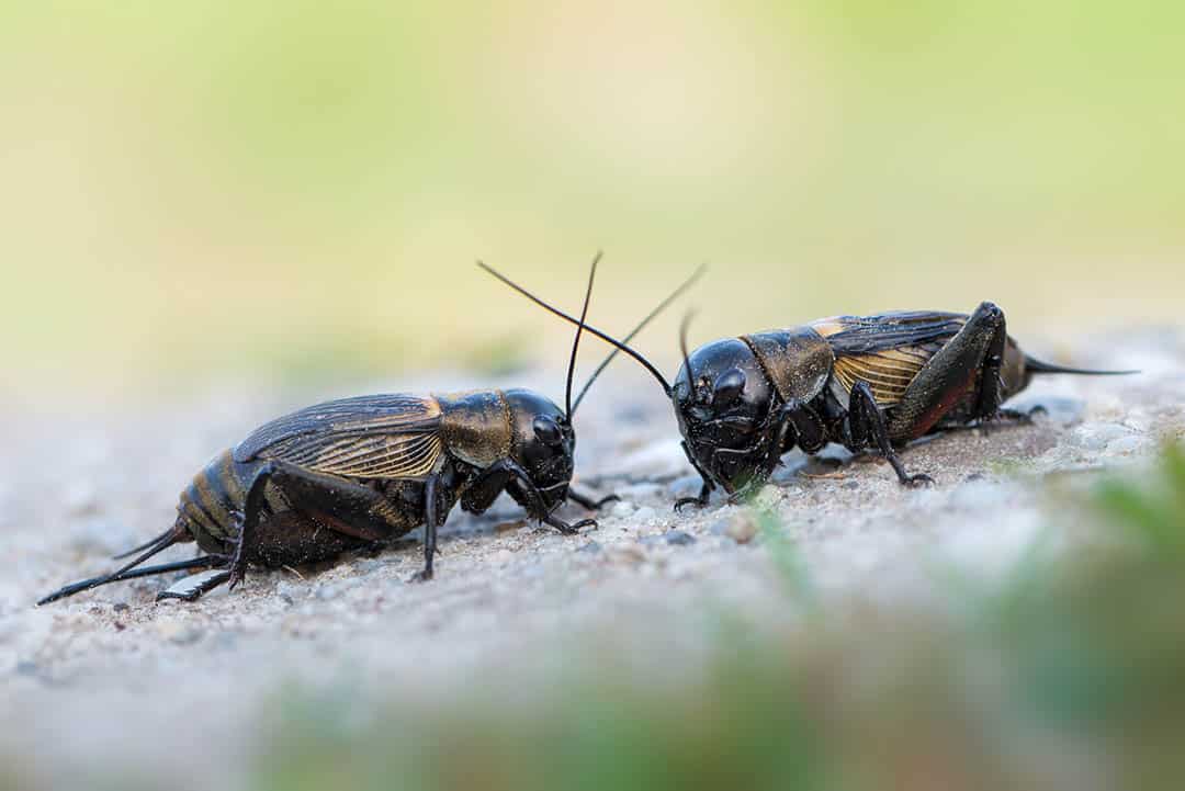 Invasion de grillons dans une ville argentine