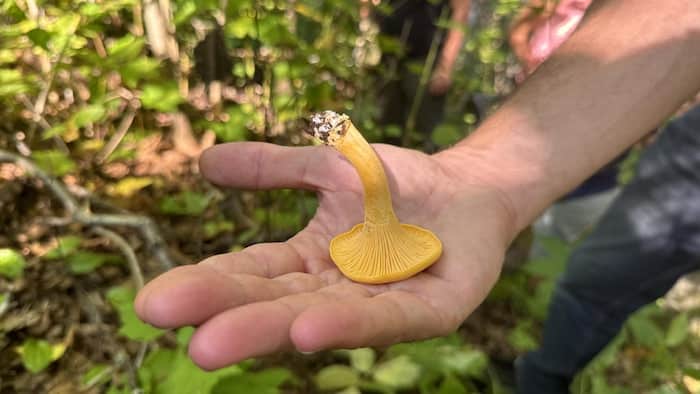 Champignons sauvages en forêt