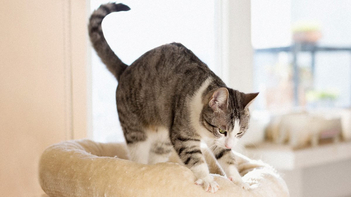 Chat préparant une attaque