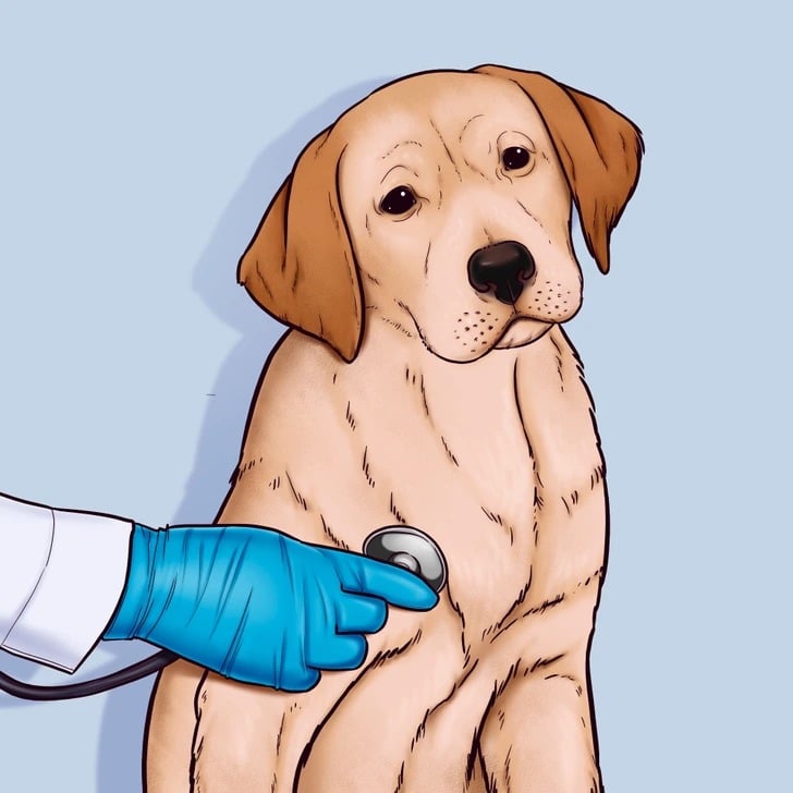 Chien chez le vétérinaire