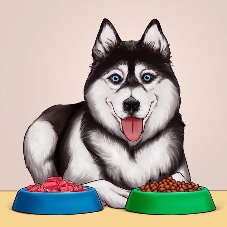 Nourriture pour chien équilibrée