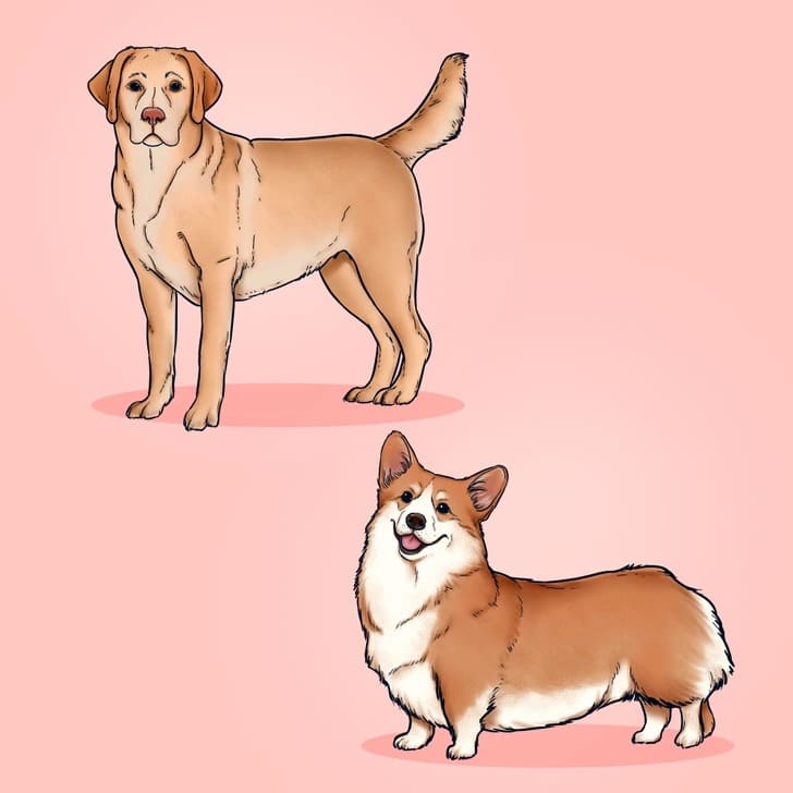Chien de différentes tailles