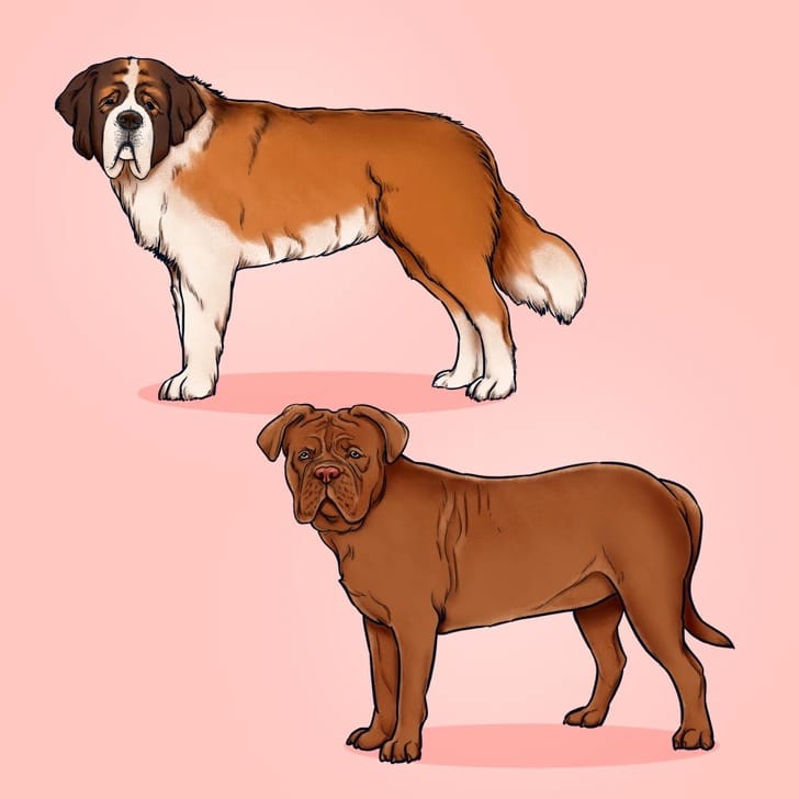 Portraits de chiens à longue durée de vie