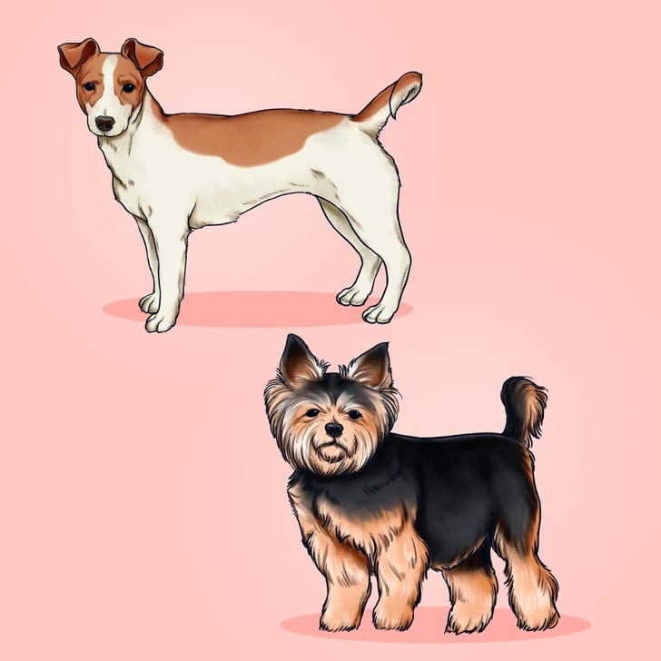 Chien heureux et en bonne santé