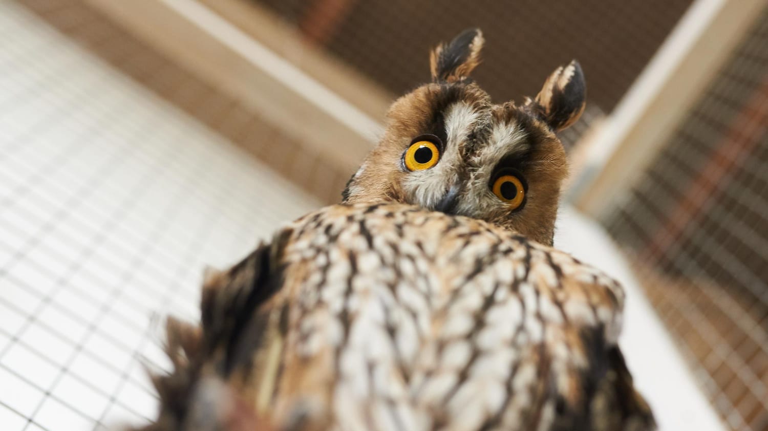 Deux hiboux juvéniles dans leur habitat naturel