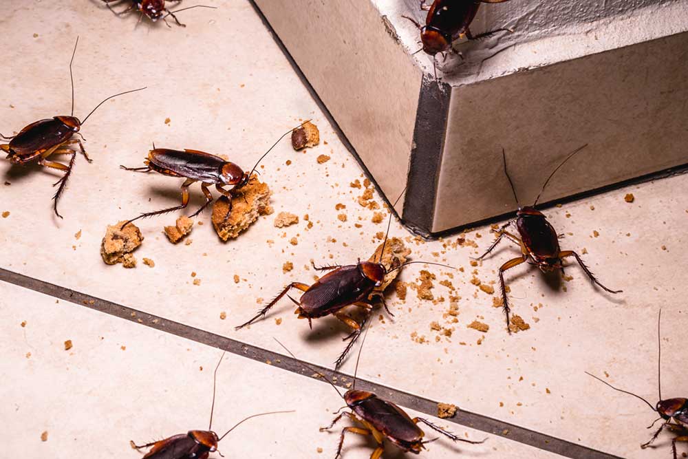 Cafard se faufilant dans une fissure