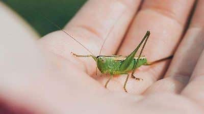 Petit insecte vert sur une surface