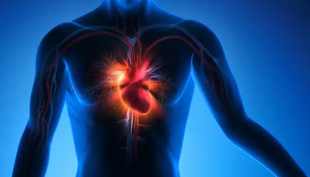 Illustration du système cardiovasculaire