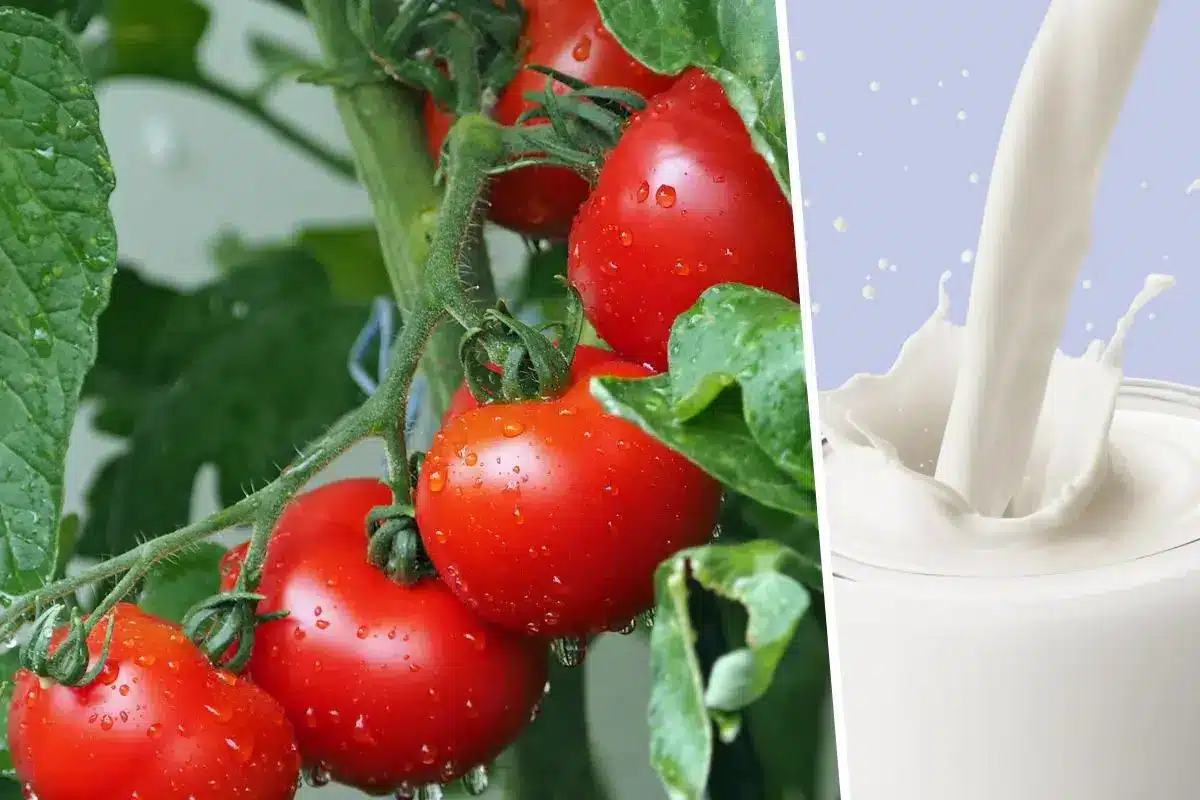 Traitement au lait