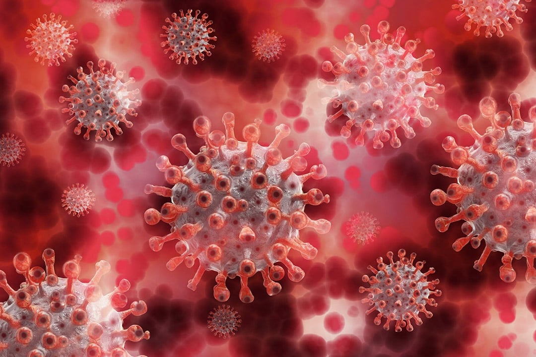 Globules rouges et anticorps