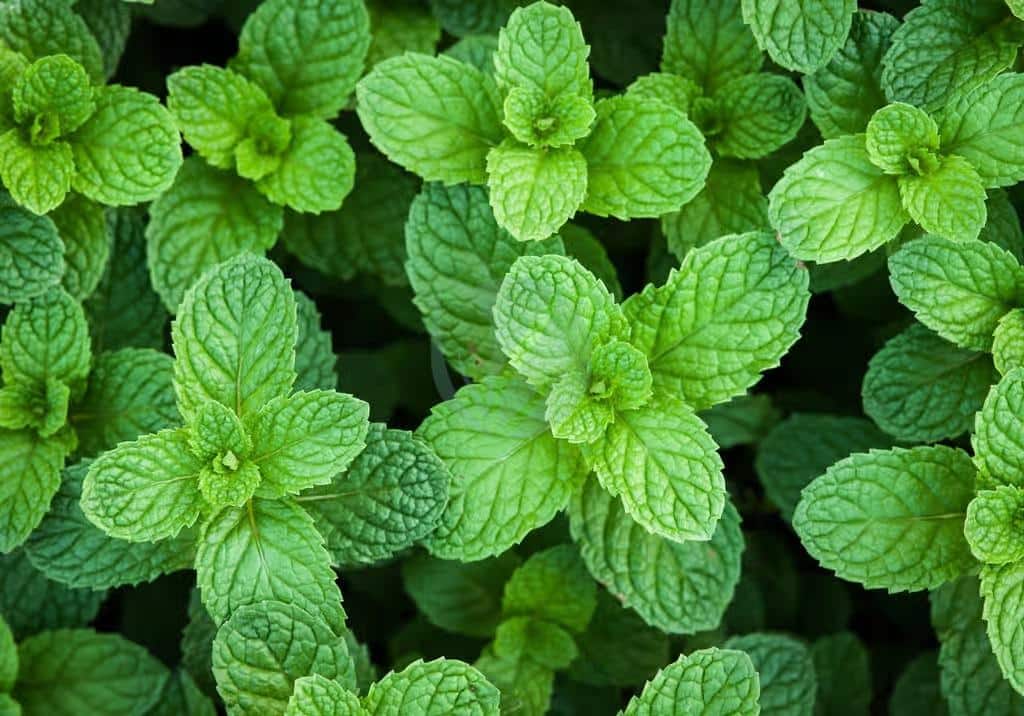 Menthe fraîche pour infusion