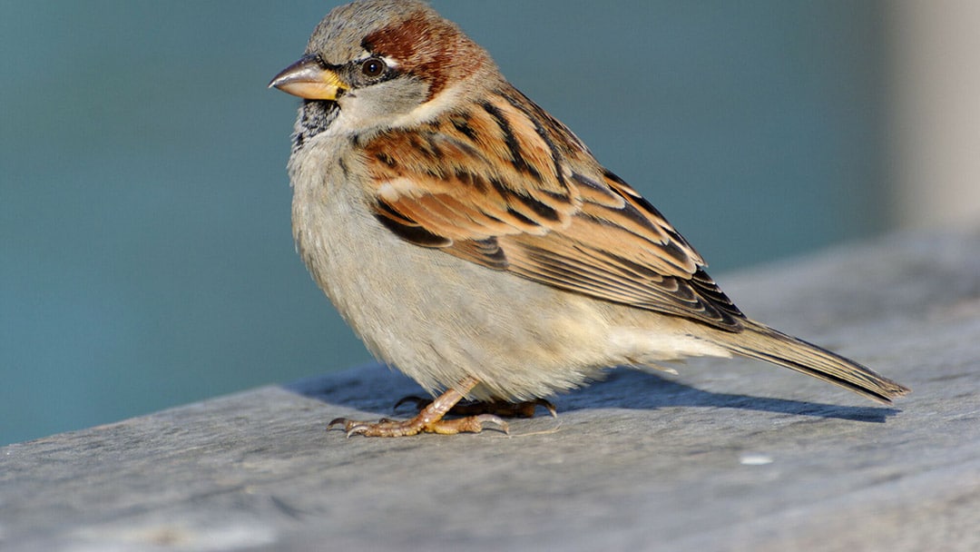 Un oiseau coloré posé sur une branche