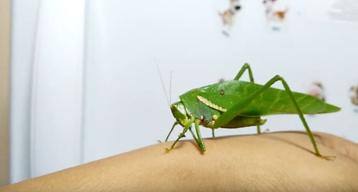 Insecte vert sur un mur