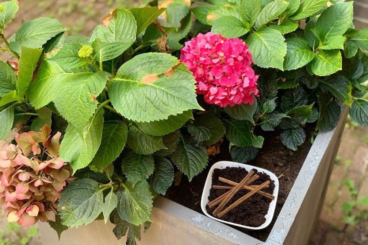 Cannelle au jardin