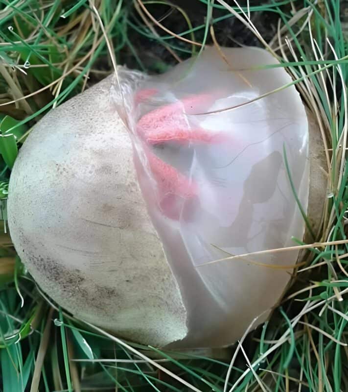 Forme rouge et tentaculaire d'un champignon étrange dans l'herbe